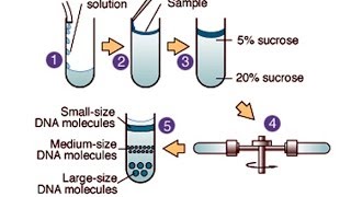 Centrifugation [upl. by Akayas645]