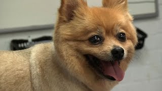 Grooming Guide  Pomeranian PetClipped Trim  Pro Groomer [upl. by Oaht314]