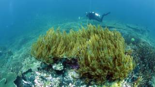 Raja Ampat Biodiversity Eco Resort [upl. by Relyhcs422]