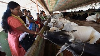 Beef smugglers forced to eat cow dung  Oneindia News [upl. by Nottirb]