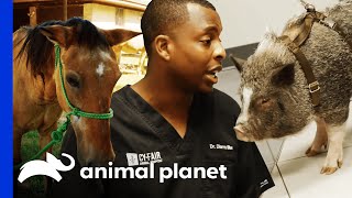 Farm Animals Get Treated By The Vet  The Vet Life [upl. by Nadler]