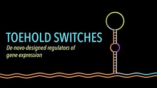 Mechanism of the Toehold Switch [upl. by Pacifa103]