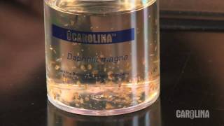 How to Care for Daphnia [upl. by Kaiser]