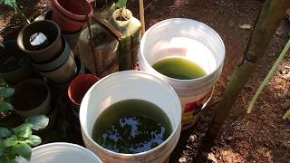 How to grow Green Water Algae [upl. by Ilac]