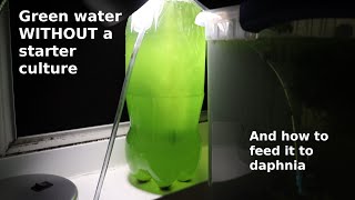 Green Water WITHOUT a Starter Culture  From Scratch  How To [upl. by Diraj28]