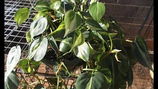 Philodendron Plant Rescue How to trim amp repot 🌼 [upl. by Aylsworth155]