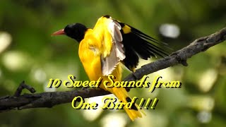 BlackHooded Oriole  10 Different Sounds Bird Calls [upl. by Seely]