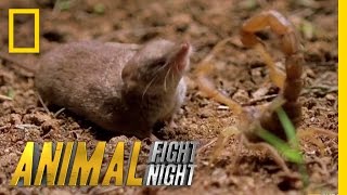 Psycho Shrew vs Scorpion  Animal Fight Night [upl. by Siseneg]