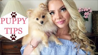 PUPPY TIPS and Tricks for Beginners  Pomeranian Puppy [upl. by Isewk196]