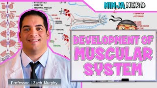 Embryology  Development of Muscular System [upl. by Colier]