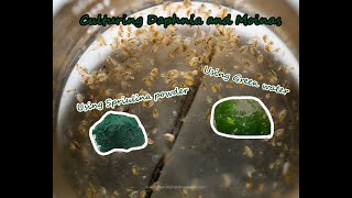 How To Culture Daphnia and Moinas using Green Water Spirulina powder [upl. by Ydnab688]