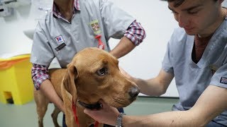 Studying Veterinary Medicine at Cambridge University [upl. by Mello405]