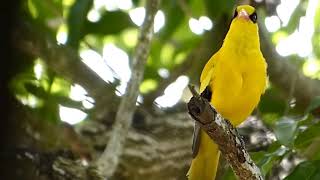 Black naped oriole Oriolus chinensis sound call and song [upl. by Aramois]