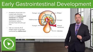 Early Gastrointestinal Development – Embryology  Lecturio [upl. by Hazen466]