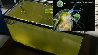 Raising Daphnia for the Freshwater Aquarium [upl. by Scevour35]