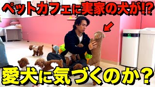 【ドッキリ】犬カフェに実家の愛犬がいたら気づくのか！？ [upl. by Adnorehs]