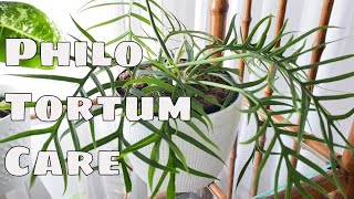 Philodendron Tortum House Plant Care Tips [upl. by Deyas]