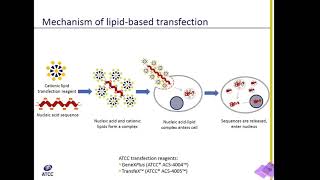 Lipid Transfection Explained [upl. by Jasisa816]