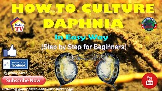 HOW TO CULTURE DAPHNIA In Easy Way [upl. by Braun31]