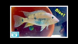 Geophagus steindachneri Breeding and Care [upl. by Marks]