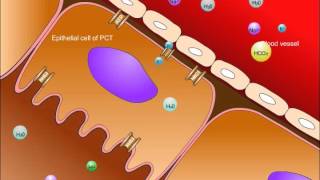 Gastrointestinal Arteries for the USMLE Step 1 [upl. by Sharia]