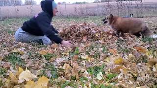 Finnegan Fox and Muttias plays in the leaves [upl. by Wasserman218]